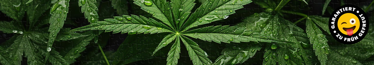 Cannabis